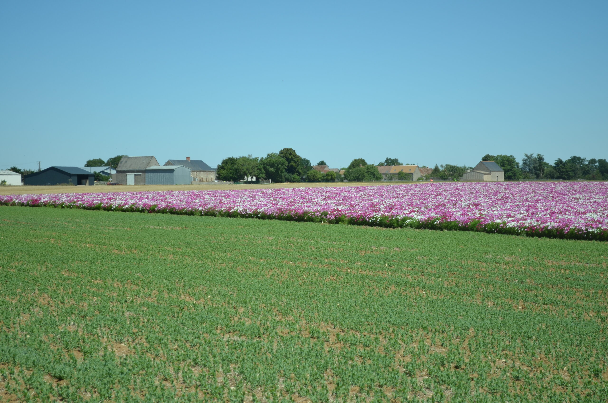 Champs de cultures agricoles